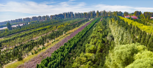 林委托国有林场管理体制,进一步扩大了国有林场管护经营范围和面积